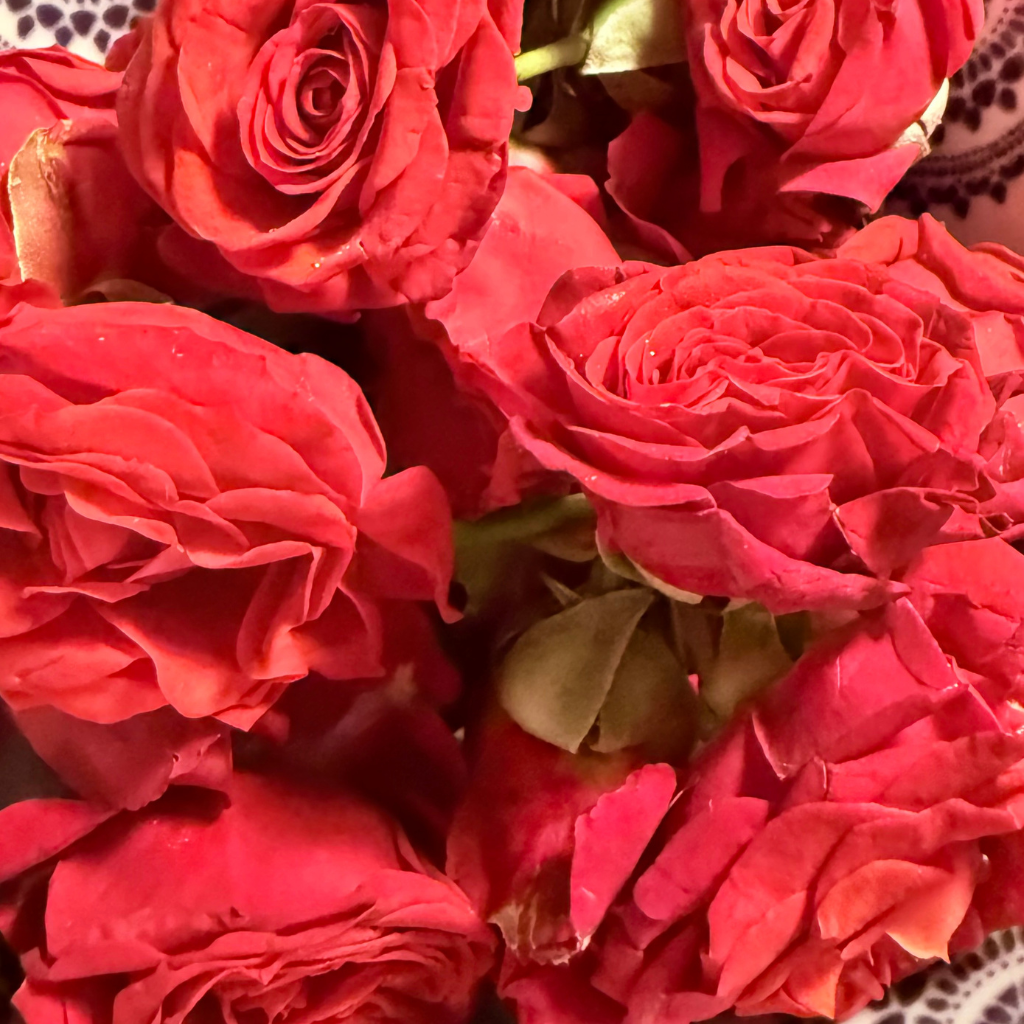 Fresh Button Rose Flowers – Roja Puvvu (Telugu) | Gulab Phool (Hindi) | Rose Poo (Tamil) | Button Roses (English) – 1 Pack