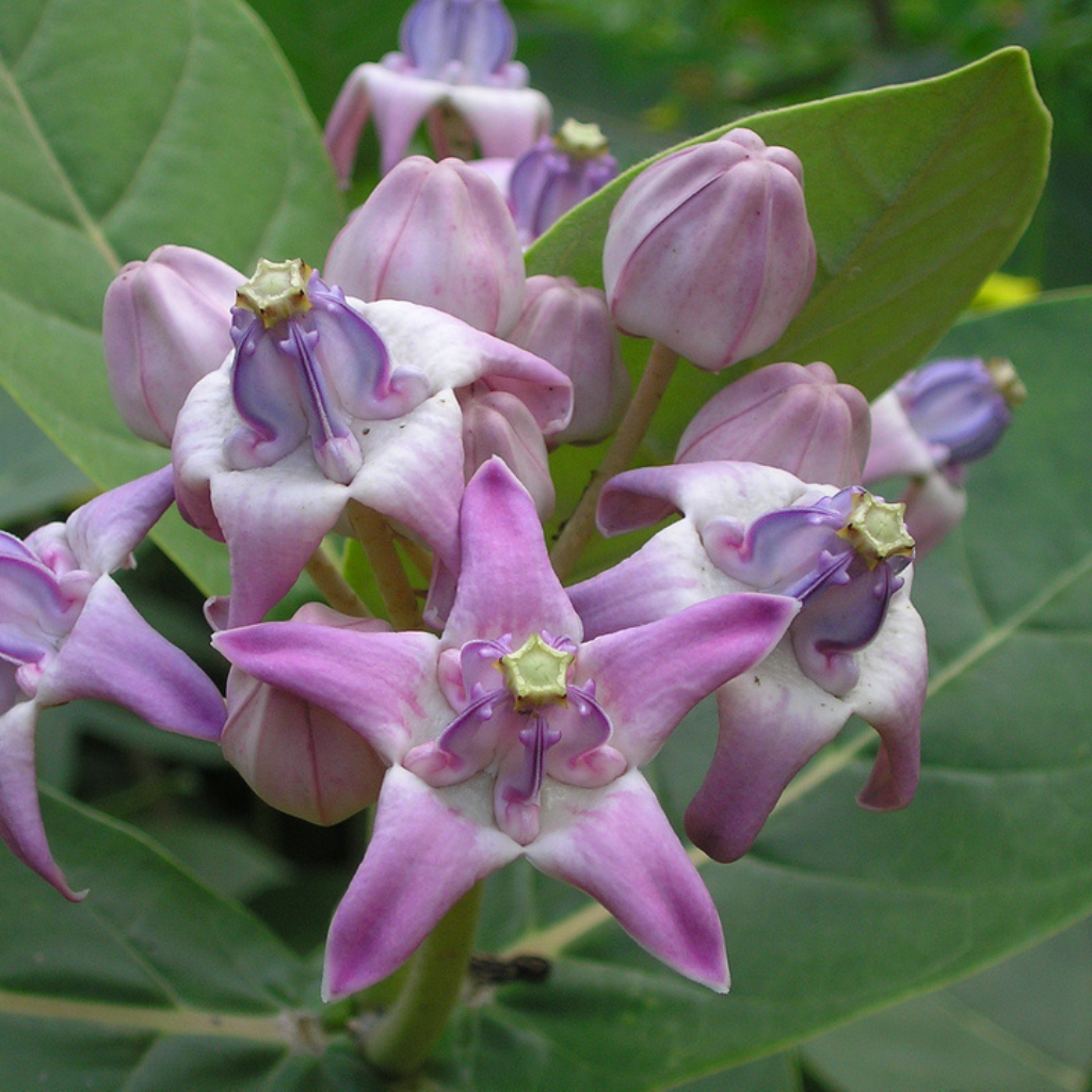 Jilledu Puvvu (Telugu) | Aak / Arka Phool (Hindi) | Erukkam Poo (Tamil) | Arka Flower (English) – Fresh Flowers, 1 Box