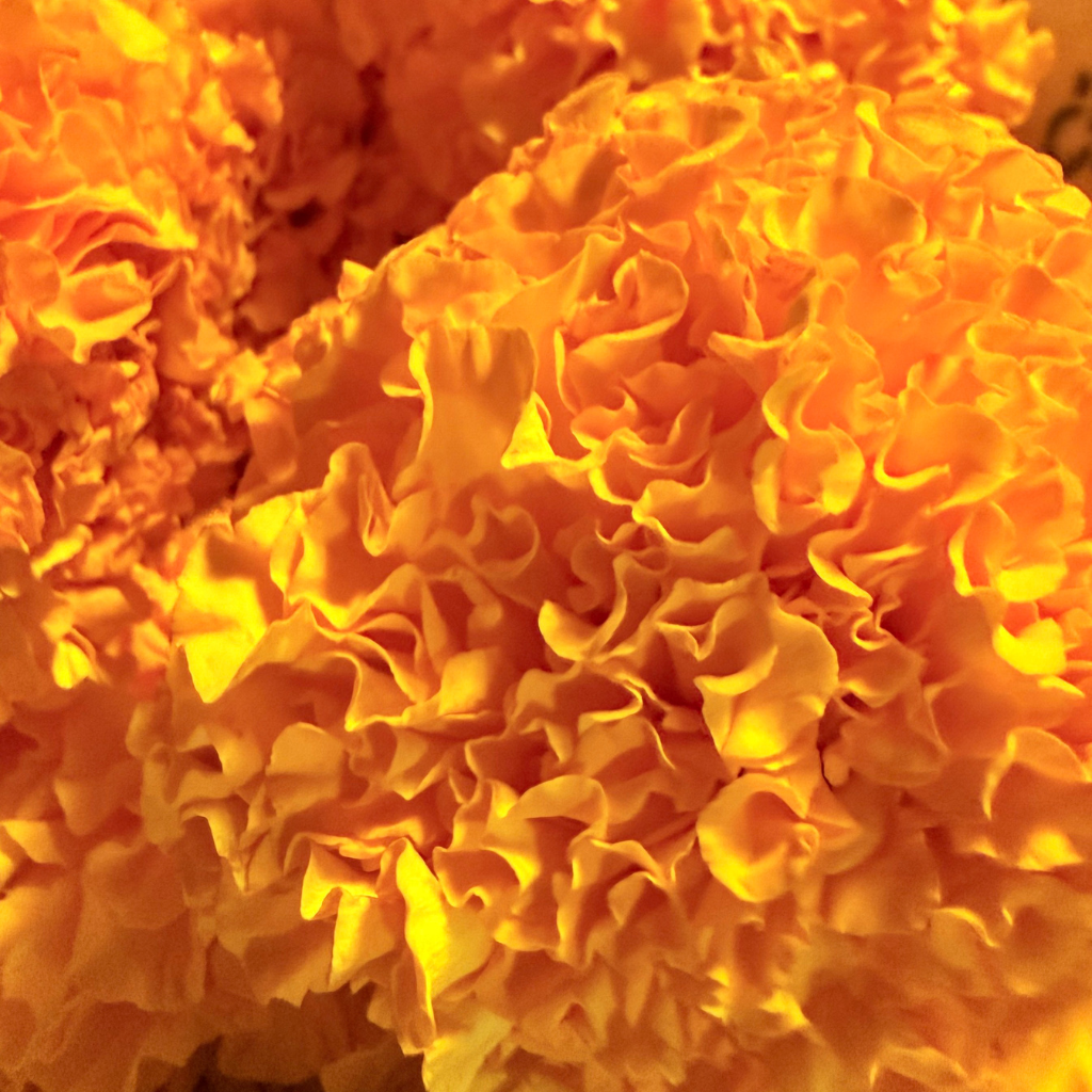 Fresh Marigold Flowers – Banthi Puvvu (Telugu) | Genda Phool (Hindi) | Saamanthi Poo (Tamil) | Marigold Flowers (English) – Pack