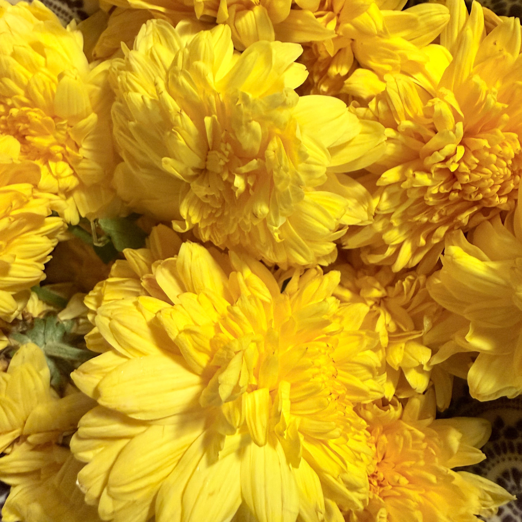 చామంతి పువ్వు (Chamanthi Puvvu) | गुलदाउदी (Guldaudi) | சாமந்தி பூ (Saamanthi Poo) | Chrysanthemum Flowers – 1 Pack
