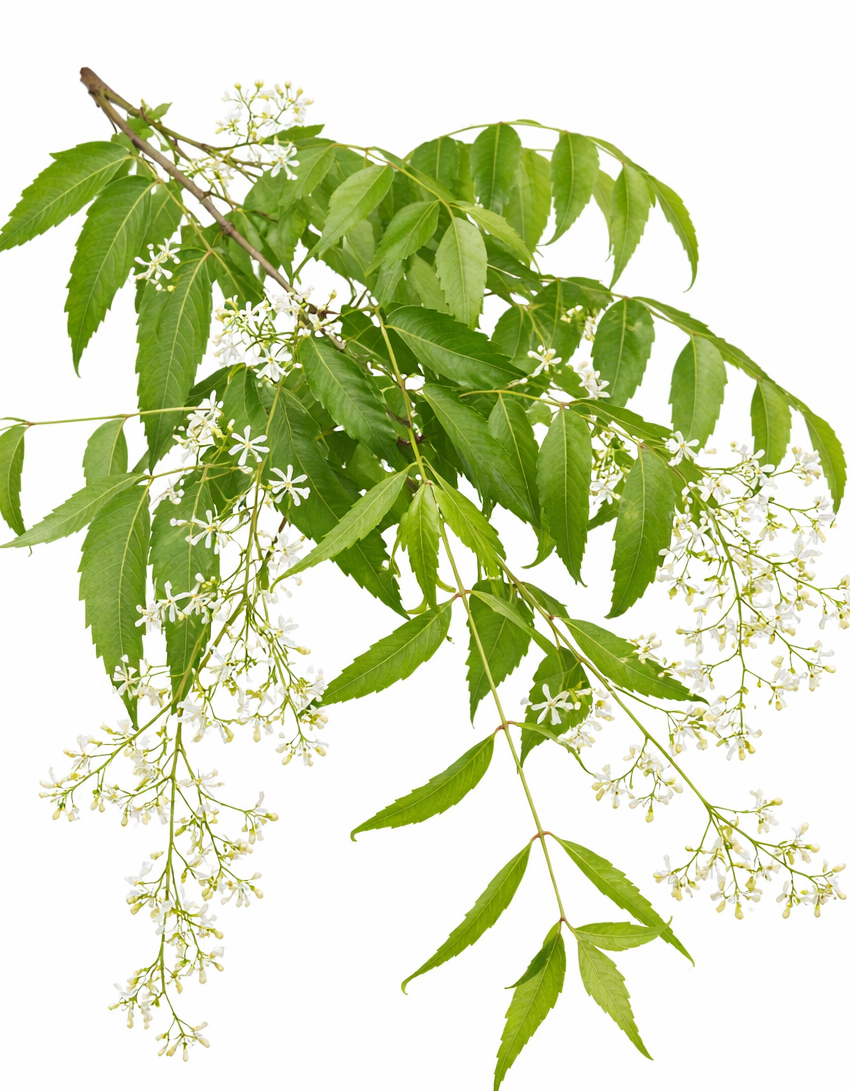 వేప ఆకులు (Vepa Aakulu) | नीम पत्ते (Neem Patte) | வேம்பு இலை (Vembu Ilai) | Neem Leaves – Small Box
