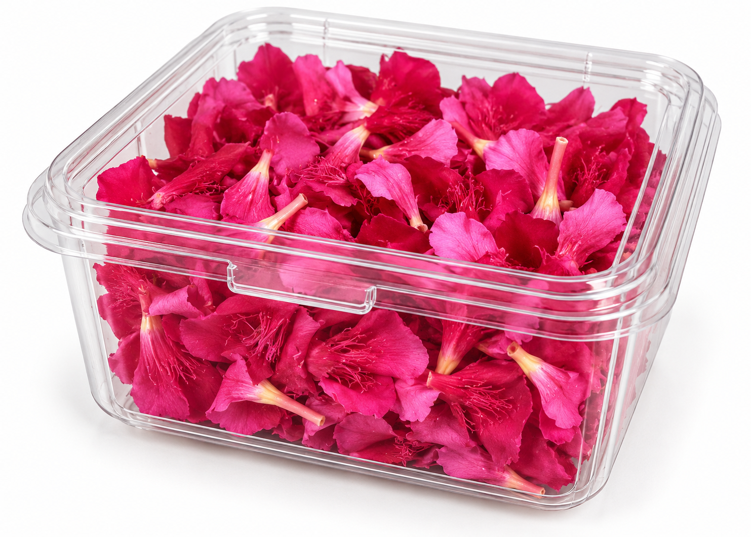Ganneru Puvvu (Telugu) | Kaner Phool (Hindi) | Arali Poo (Tamil) | Oleander Flower (English) – Fresh Flowers, Small Box